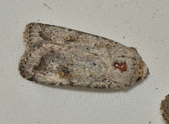 Proteuxoa amaurodes