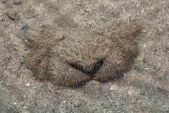 Pilumnus vespertilio