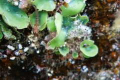 Dictyosphaeria sericea