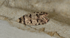 Scatochresis episema