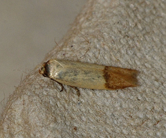 Tachystola stenoptera