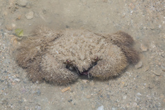 Pilumnus vespertilio