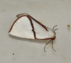 Thalaina selenaea