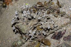 Montipora digitata