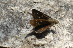 Sovia albipectus