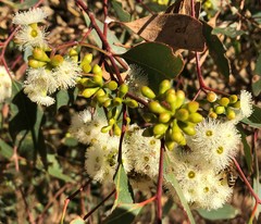 Eucalyptus microcarpa