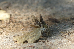 Sovia albipectus