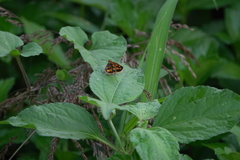 Taractrocera luzonensis