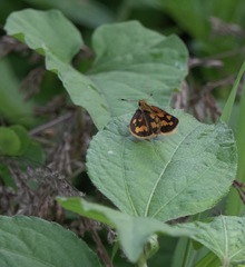 Taractrocera luzonensis