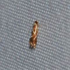 Philonome clemensella