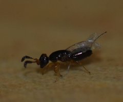 Pegoscapus williamsi