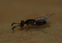 Pegoscapus williamsi