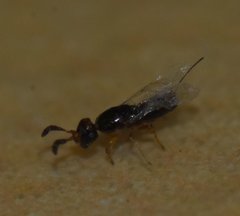 Pegoscapus williamsi