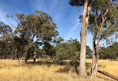 Eucalyptus microcarpa