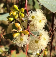 Eucalyptus microcarpa