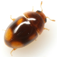 Acylomus