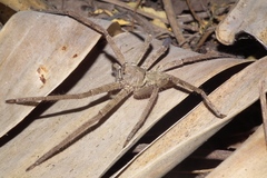 Heteropoda venatoria