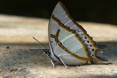 Polyura eudamippus