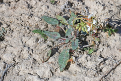 Chylismia claviformis integrior