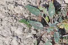 Chylismia claviformis integrior