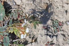 Chylismia claviformis integrior