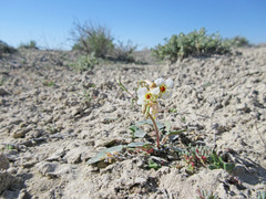 Chylismia claviformis integrior