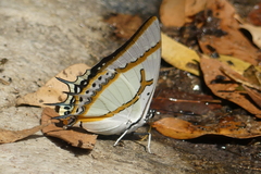 Polyura eudamippus