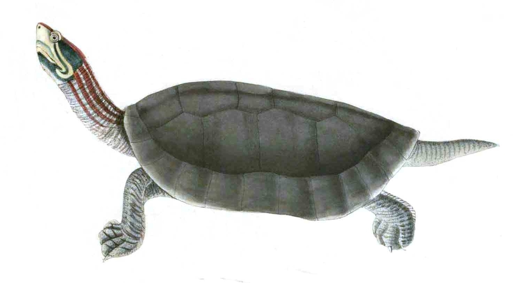 Red-Crowned Roofed Turtle