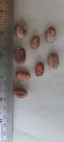 Cyathocalyx zeylanicus, 2022-02-28