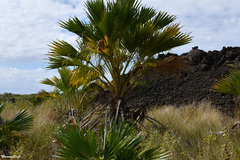 Pritchardia affinis