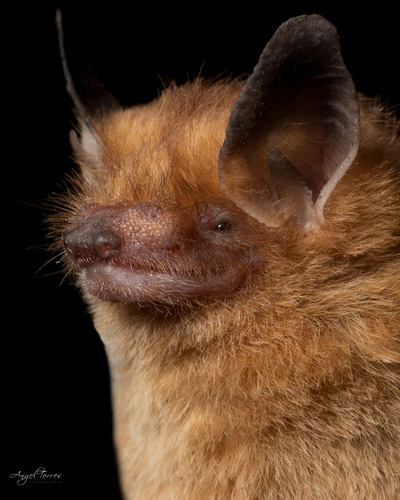 little yellow bat
