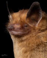 Rhogeessa parvula