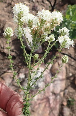 Selago glomerata