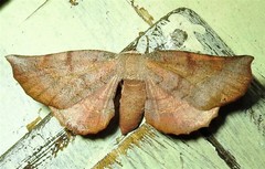 Parepisparis multicolora