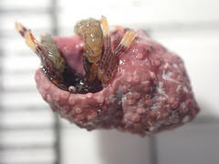 Pagurixus hectori