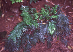 Asplenium haurakiense