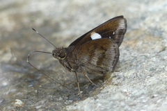 Notocrypta feisthamelii