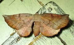 Parepisparis multicolora