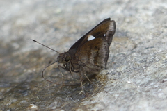 Notocrypta feisthamelii