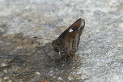 Notocrypta feisthamelii