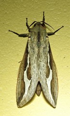 Abantiades labyrinthicus