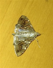 Glyphodes cosmarcha