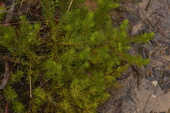 Persoonia chamaepitys