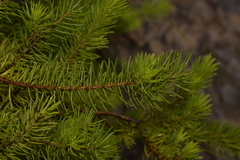 Persoonia chamaepitys