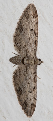 Eupithecia zelmira