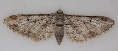 Eupithecia zelmira