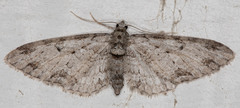 Eupithecia zelmira
