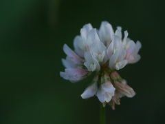 Trifolium repens