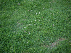 Trifolium repens