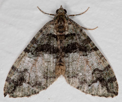 Hydriomena albifasciata